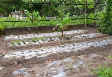 Kemarau Panjang Berpotensi Pengaruhi Ketahanan Pangan di Bangka