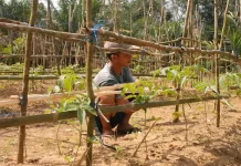 Perubahan Cuaca di Kabupaten Bangka Jadi Perhatian Sektor Pertanian