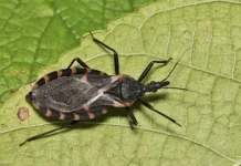 Jaga Kebersihan Cegah Risiko Penyakit Chagas