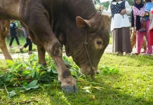 Kenali Ciri Hewan Kurban Sehat jelang Iduladha