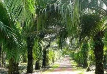 Enam Gapoktan di Bangka Ajukan Peremajaan Sawit Rakyat