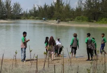 SDN 24 Sungailiat Edukasi Murid Tanam Mangrove