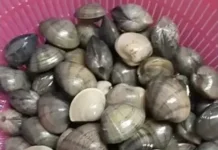 Kepah Empuk Gurih, Rahasianya ternyata Sesederhana Ini