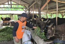 Dinpanpertan Bangka: Permintaan Hewan Kurban Berpotensi Mengalami Peningkatan