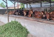 Pedagang Hewan Kurban Kesulitan Cari Pakan Ternak