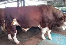 Pangkalpinang Terima Bantuan Satu Sapi Presiden untuk Iduladha 2026