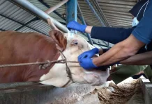 Dispaper Pangkalpinang Awasi Sapi Bantuan Presiden untuk Iduladha