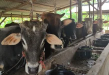 Dinpanpertan Bangka Siap Berikan Penanganan Khusus Sapi Presiden