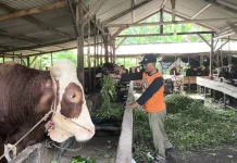 Penjual Hewan Kurban Keluhkan Penurunan Permintaan