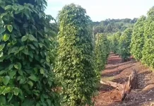 Gandeng DJPb Babel, Pemkab Bangka Tengah Kembangkan Desa Devisa