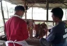 Kondisi Hewan Ternak di Pangkalpinang Dipastikan Baik jelang Iduladha
