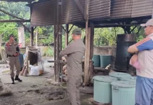 Satpol PP Bangka Tertibkan Penjualan Arak di Sigambir