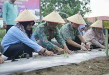 Bangka tengah Lucurkan Program GERTAM Holtikultura