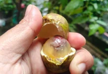 Matoa, Buah yang Kaya Nutrisi Alami Tubuh