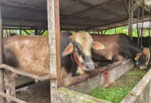 Laksanakan Ibadah Kurban sesuai Syariat