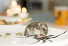 Kemenkes Perkuat Pengawasan Waspadai Penyebaran Hantavirus