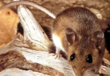 Penyebaran Hantavirus Rendah, Masyarakat Jangan Panik