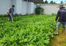 Lapas Pangkalpinang Kembangkan Kompos Organik untuk Budi Daya Semangka