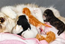 Tahap Bayi Kucing Melihat dan Mendengar setelah Lahir