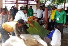 Kesehatan Hewan Kurban Diperiksa Sebelum dan Sesudah Penyembelihan