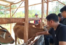 Hewan Kurban Sehat akan Aman Dikonsumsi Masyarakat Beltim