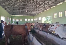 Kebutuhan Hewan Kurban di Beltim Didominasi Pasokan Luar Daerah