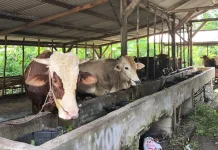 Hewan Kurban yang Masuk ke Babel Diawasi dan Diperiksa