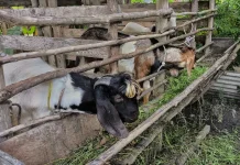 Penanganan Cepat, Dinpanpertan Bangka Tangani Kambing Terinfeksi Skabies