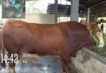 Beltim Dapat Bantuan Sapi Kurban Presiden Berbobot 790 Kilogram