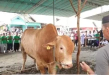 Bantuan Hewan Kurban dari Presiden, Sebanyak 8 Ekor Sapi untuk Babel