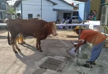 Masjid Muhajirin Pangkalpinang Siapkan 6 Sapi Kurban