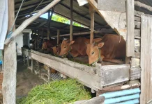 Pemkab Bangka Hapus Kewajiban Sumbang Sapi Kurban bagi Perangkat Daerah