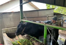 Sapi Bantuan Presiden untuk Kota Pangkalpinang Dibeli dari Peternakan Lokal