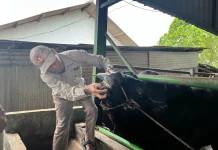 Pemkot Pangkalpinang Intensif Pantau Kesehatan Sapi Bantuan Presiden