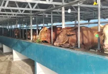 Peternakan Syam Belitung Datangkan Ratusan Hewan Kurban untuk Penuhi Permintaan