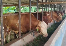 Permintaan Hewan Kurban Mengalami Lonjakan di Belitung