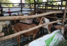 Penjual Hewan Kurban di Sungailiat Akui Sepi Pembeli