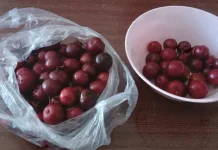 Buah Rukem dengan Rasa yang Asam Manis