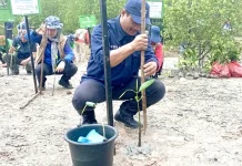 Kagama-KKMD Babel Tanam 2 ribu Mangrove di Lahan Eks Tambang