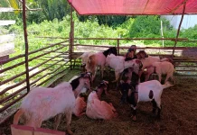 Daya Beli Masyarakat Menurun, Pedagang Hewan Kurban Keluhkan Sepi Pembeli