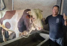 Belitung Dapat Bantuan Sapi Presiden, Bobot 860 Kilogram