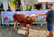 PWI Bangka Terima Bantuan 1 Ekor Sapi dari PT. Timah