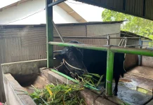 Dispaper Pangkalpinang Akan Lakukan "Post Mortem" Sapi Bantuan Presiden