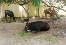 Pemkab Bangka Siap Laksanakan Pemotongan Kurban 9 Sapi Bantuan