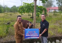 Pemkab Basel Berhasil Himpun 91 ekor Sapi Kurban CSR Swasta