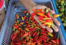 Harga Cabai Mahal, Begini Cara Menyimpannya agar Tahan Lama