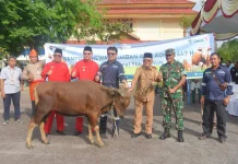 Pemkab Babar Salurkan 114 Hewan Kurban CSR Perusahaan