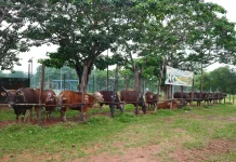 11 Desa di Beltim Terima Bantuan Sapi Kurban dari PT SWP