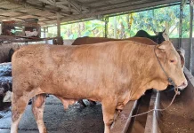 Masyarakat Desa Labu Siapkan Kedatangan Sapi Kurban Bantuan Presiden RI