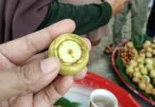 Kelangkaan Buah Malik Jadi Perhatian Warga Bangka Belitung